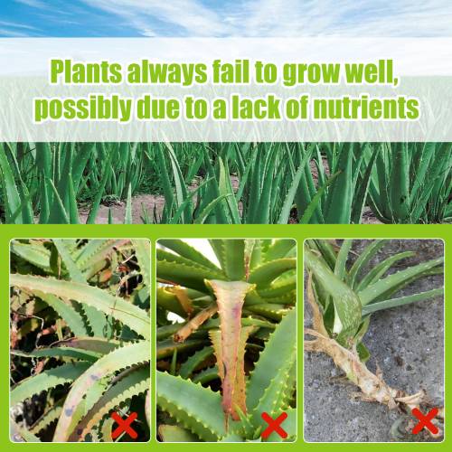 Aloe Vera 3-1-2 Flüssigdünger