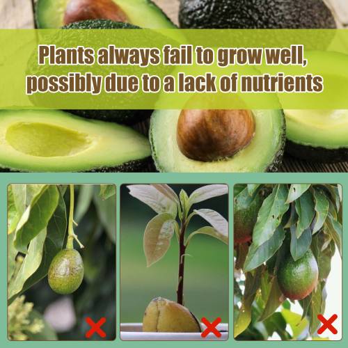 Avocadobaum 3-1-2 Flüssigdünger
